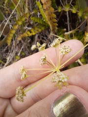 Anisotome aromatica