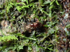 Salpingidae