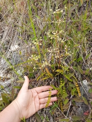 Anisotome aromatica