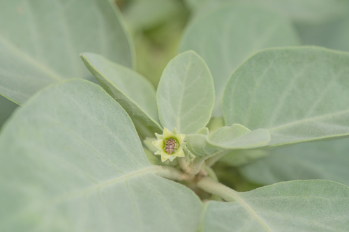 Withania riebeckii, photograph 2