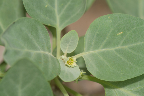 Withania riebeckii, photograph 4