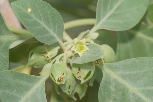 African Poison Bush (Withania riebeckii)