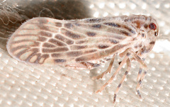 Cedusa maculata