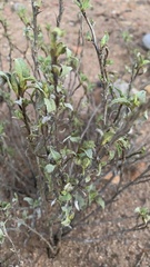 Ambrosia deltoidea