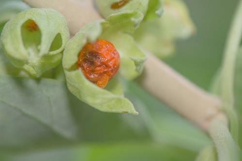 Withania riebeckii, photograph 3