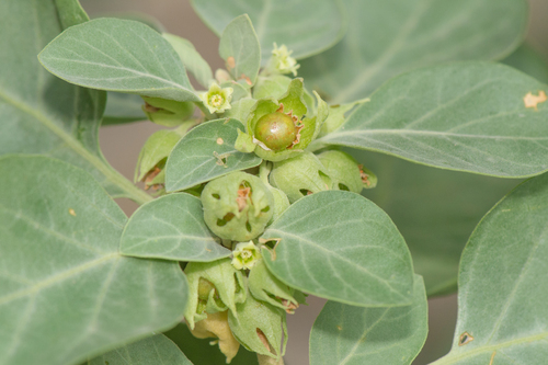 Withania riebeckii, photograph 1