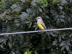 Tyrannus melancholicus