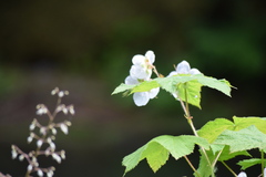 Rubus parviflorus