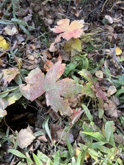Geranium platyanthum