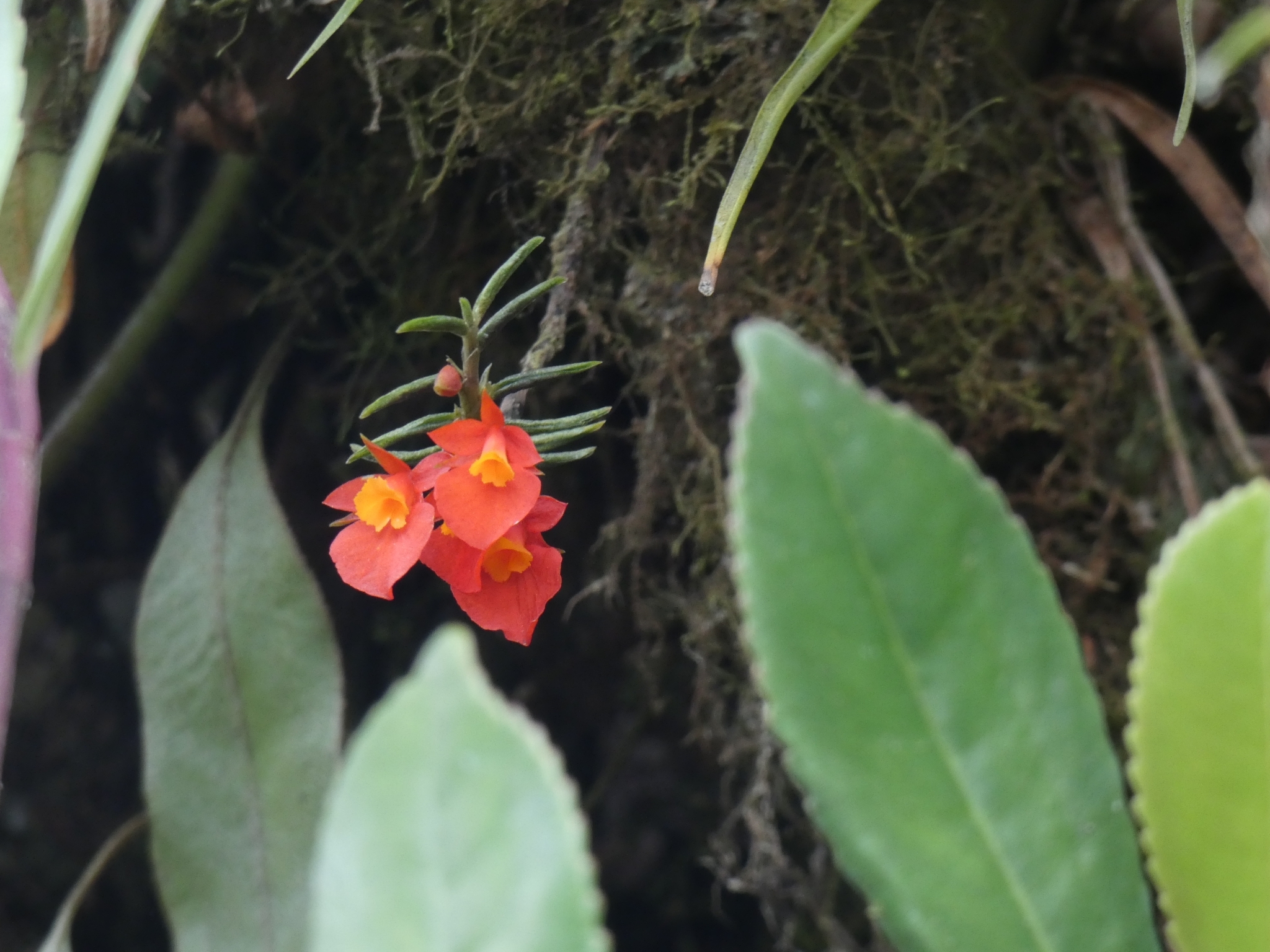 Fernandezia subbiflora image