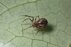 Theridion zantholabio