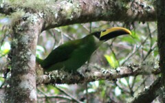 Aulacorhynchus prasinus