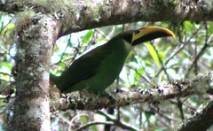 Aulacorhynchus prasinus