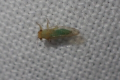 Euceropsylla