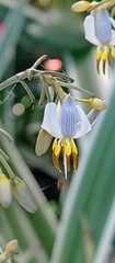 Dianella