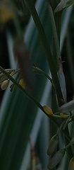Dianella