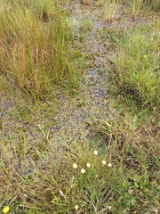 Potamogeton cheesemanii