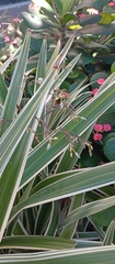 Dianella