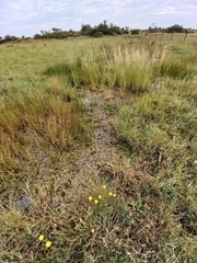 Potamogeton cheesemanii