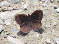 Erebia pronoe