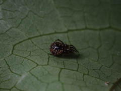 Theridion zantholabio