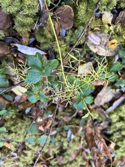 Ostericum tenuifolium