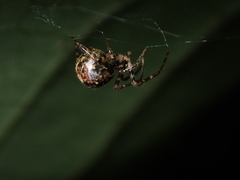 Theridion zantholabio