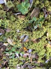 Ostericum tenuifolium