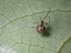Theridion zantholabio