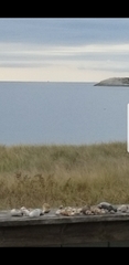 Phocoena phocoena