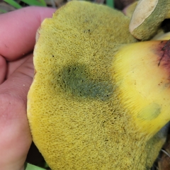 Xerocomellus dryophilus