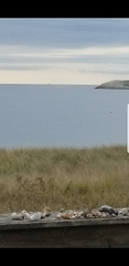 Phocoena phocoena