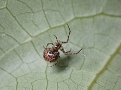 Theridion zantholabio
