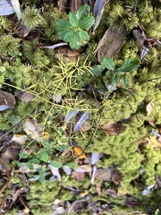Ostericum tenuifolium