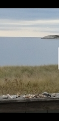Phocoena phocoena