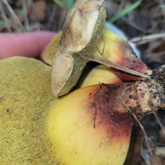 Xerocomellus dryophilus