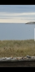Phocoena phocoena