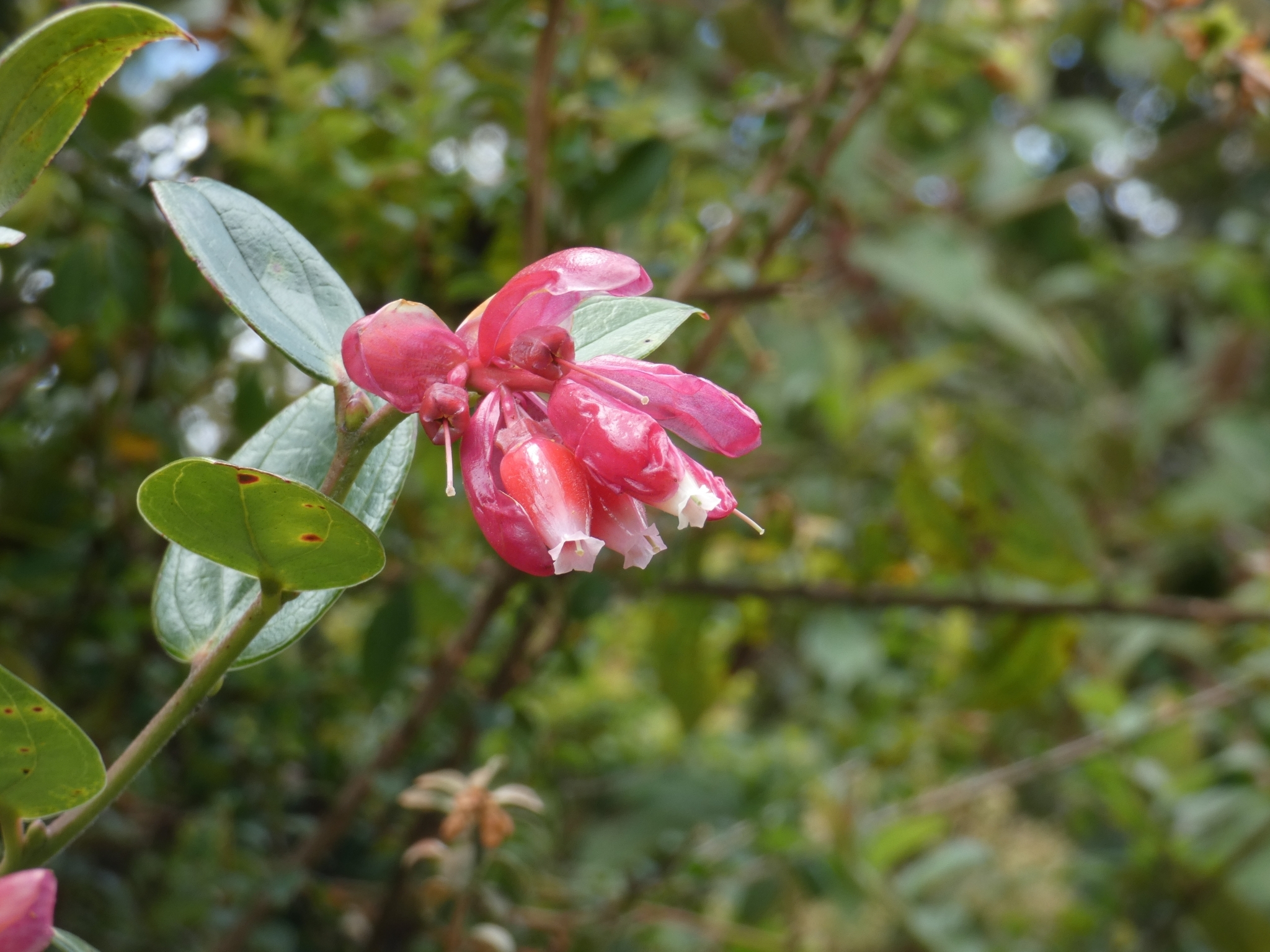 Cavendishia image