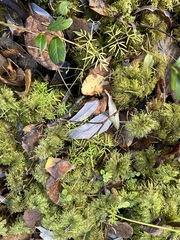 Ostericum tenuifolium