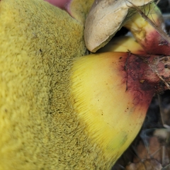 Xerocomellus dryophilus