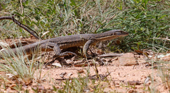 Varanus gouldii