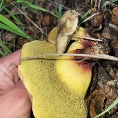 Xerocomellus dryophilus