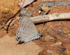 Theclinesthes onycha