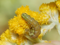 Helicoverpa armigera