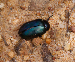 Chalcopteroides