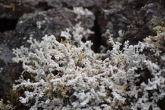 Stereocaulon vesuvianum