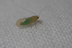 Euceropsylla