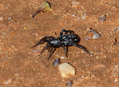 Nyssus albopunctatus
