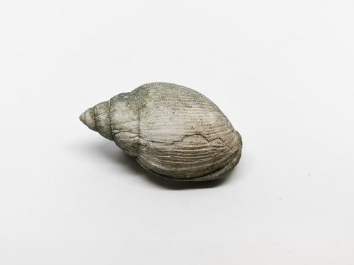 Placostylus observed 2021-12-26