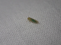 Euceropsylla